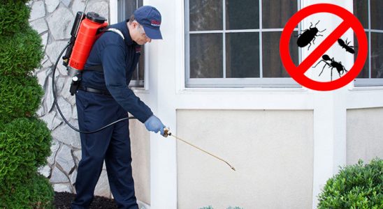 Çavdır Fare İlaçlama böcek ilaçlama ve haşere kontrolü — ilaclama-tr.com